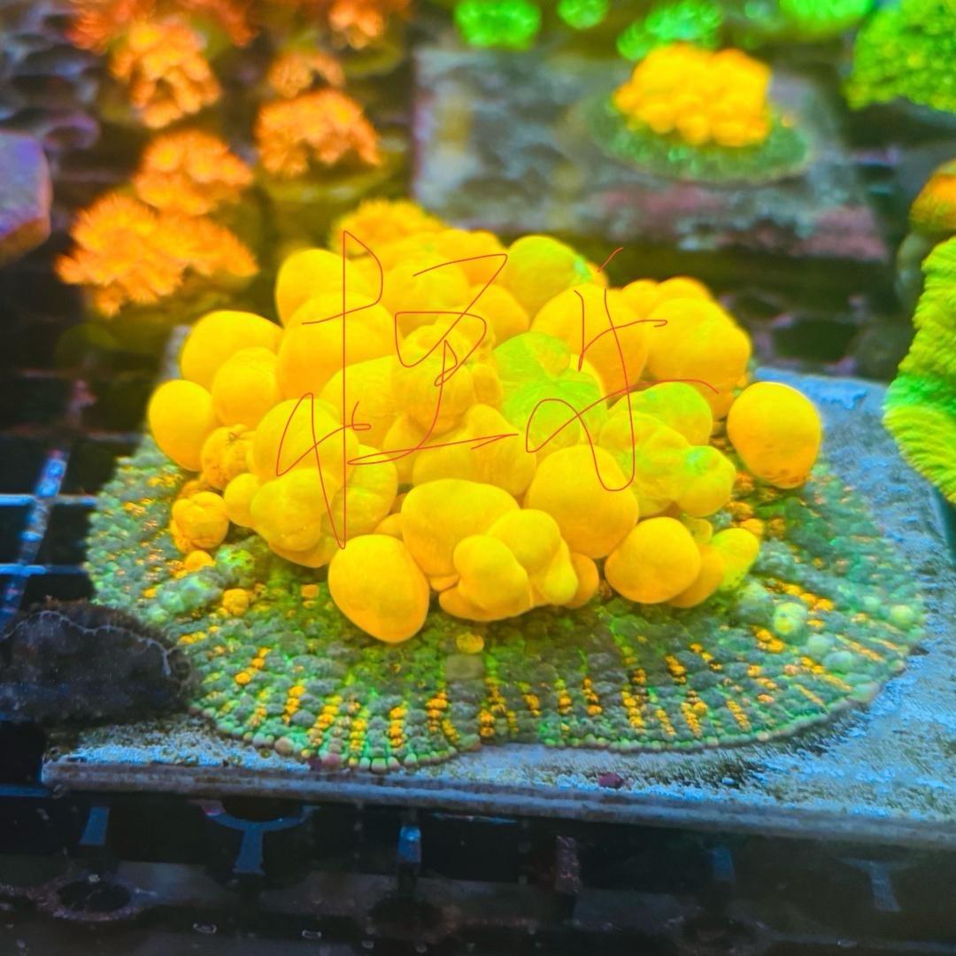 LF珊瑚繁殖基地