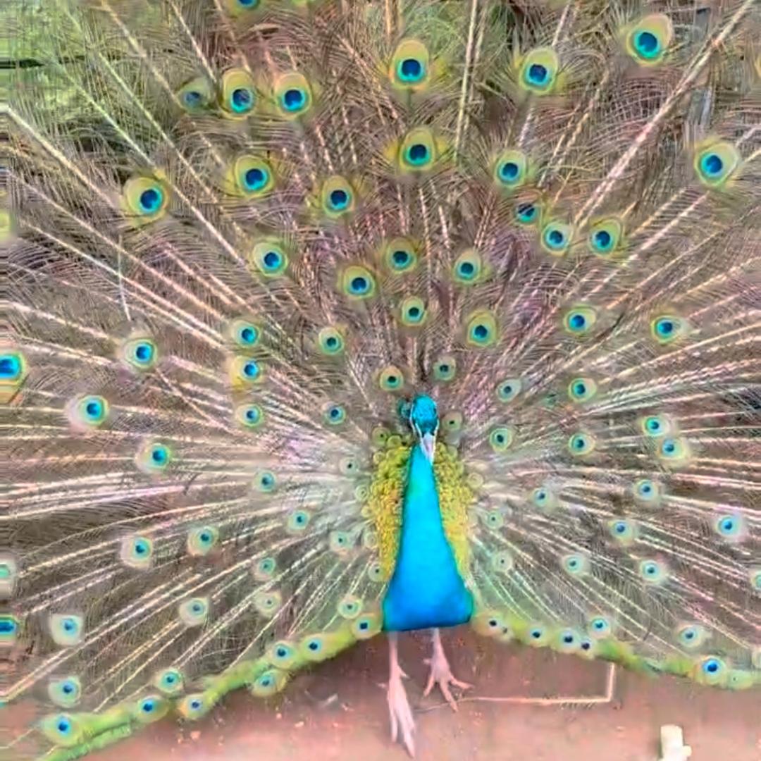 诚信华兴孔雀🦚繁殖