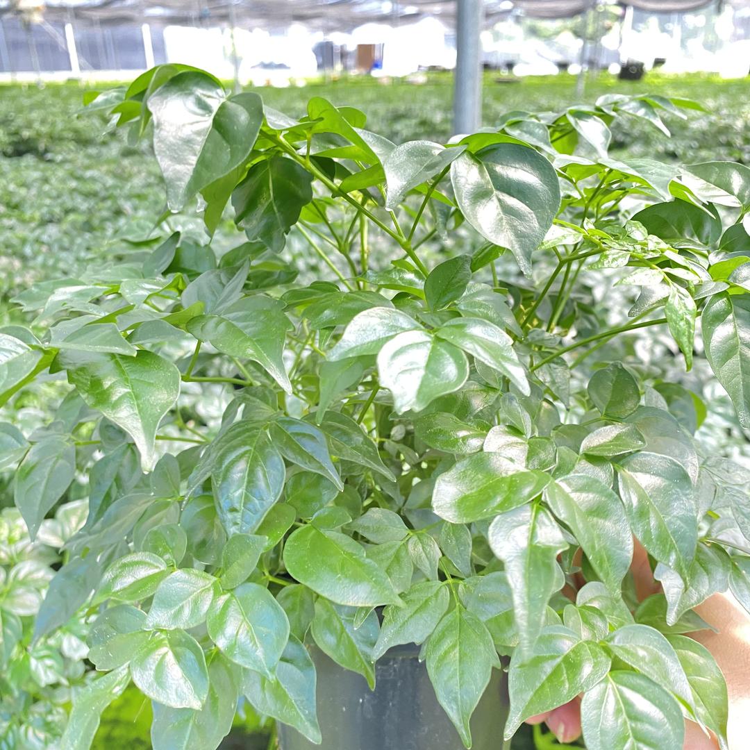 喜植园艺花卉