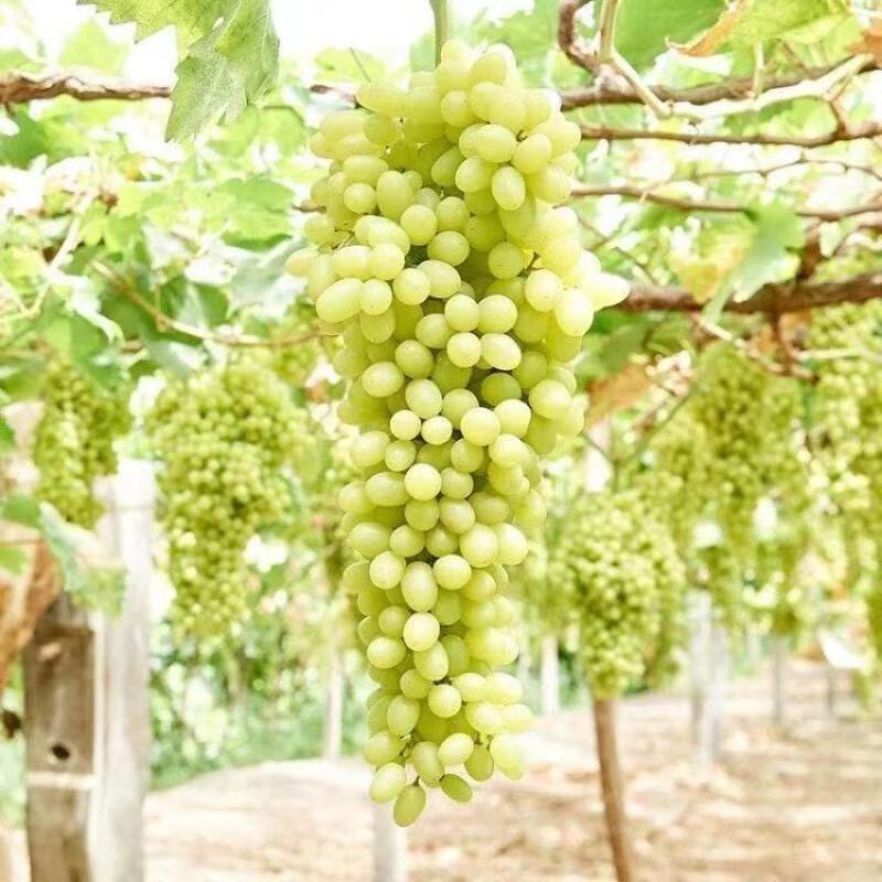 吐鲁番无核白明天到！
