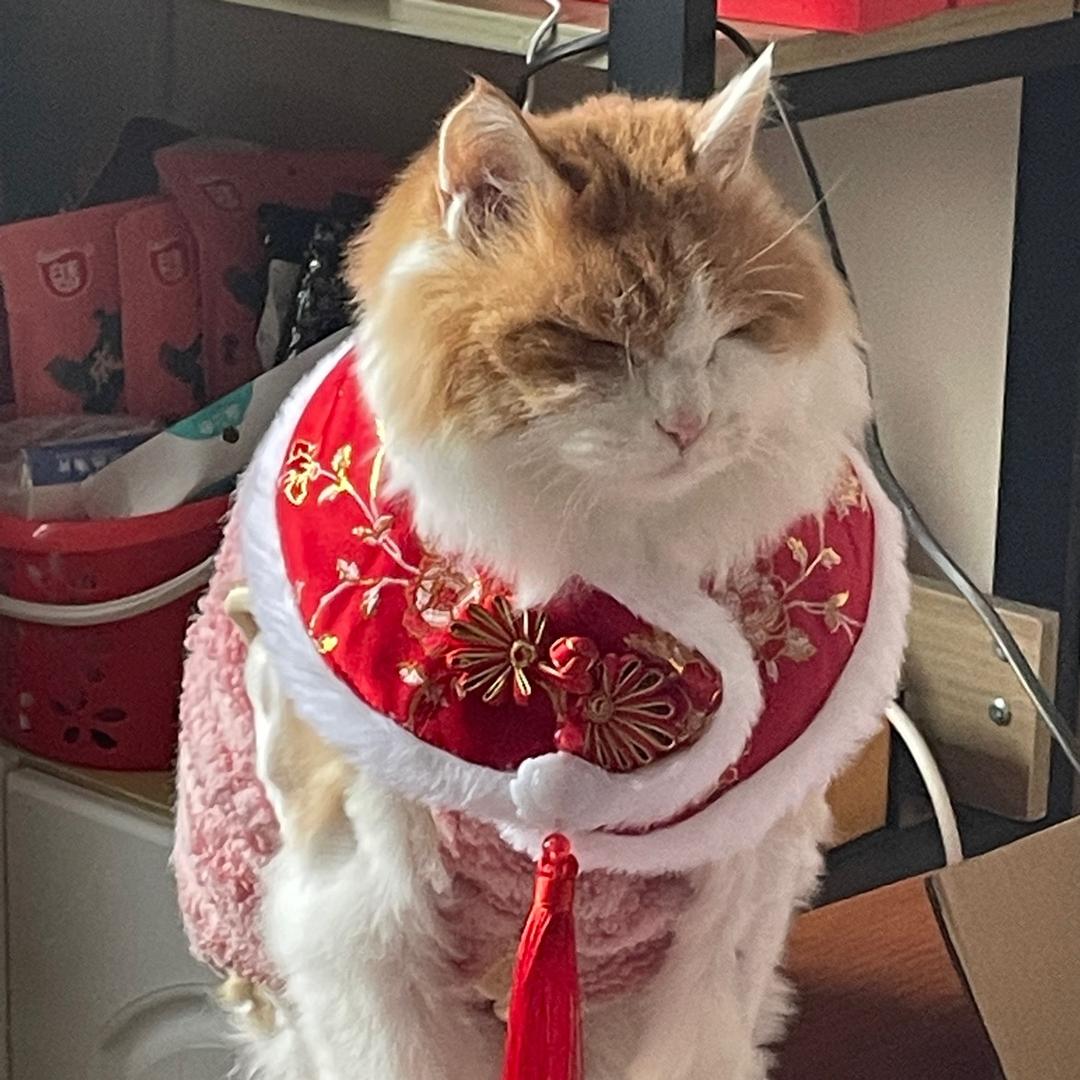 甩二十斤肉到猫身上