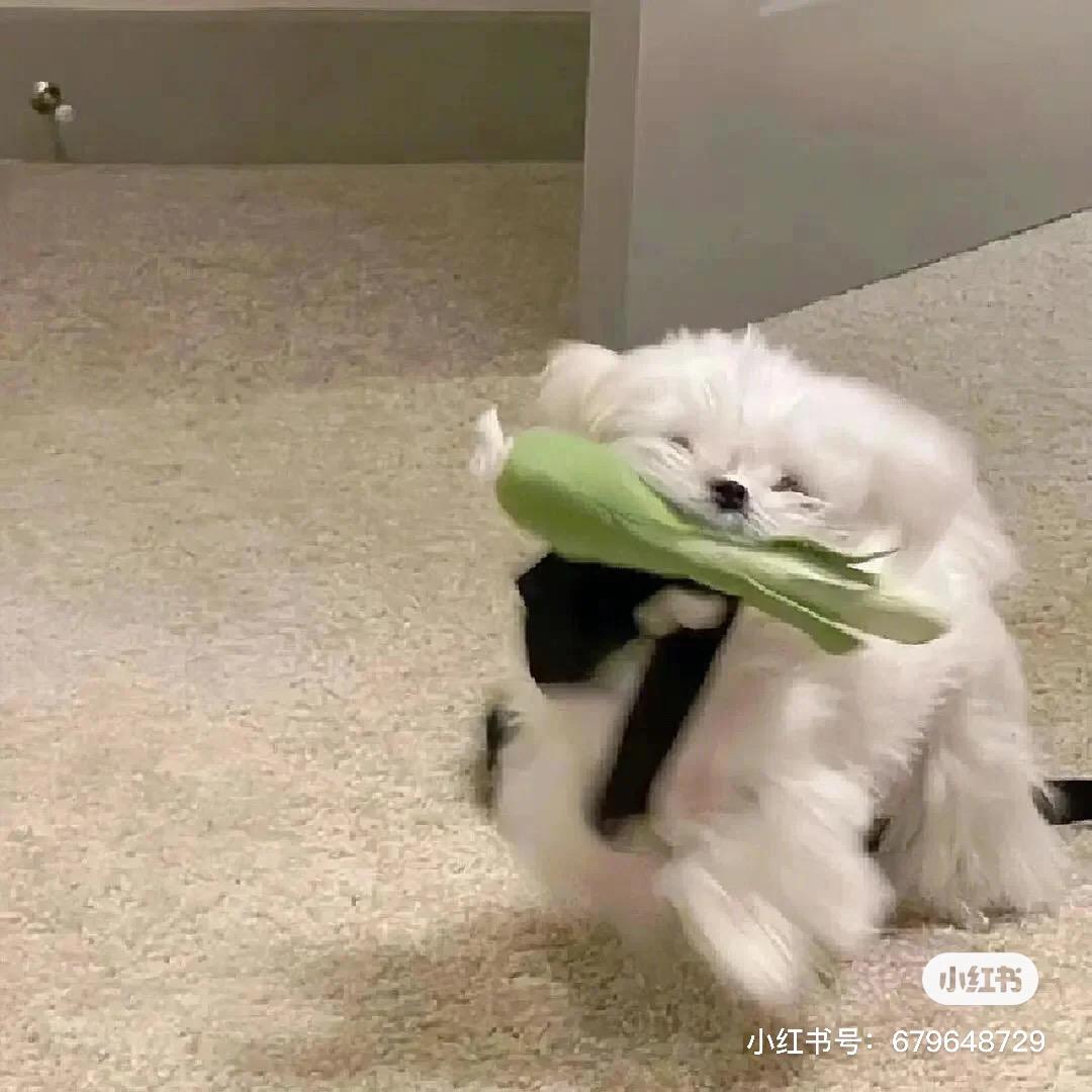 小熊吹奶盖