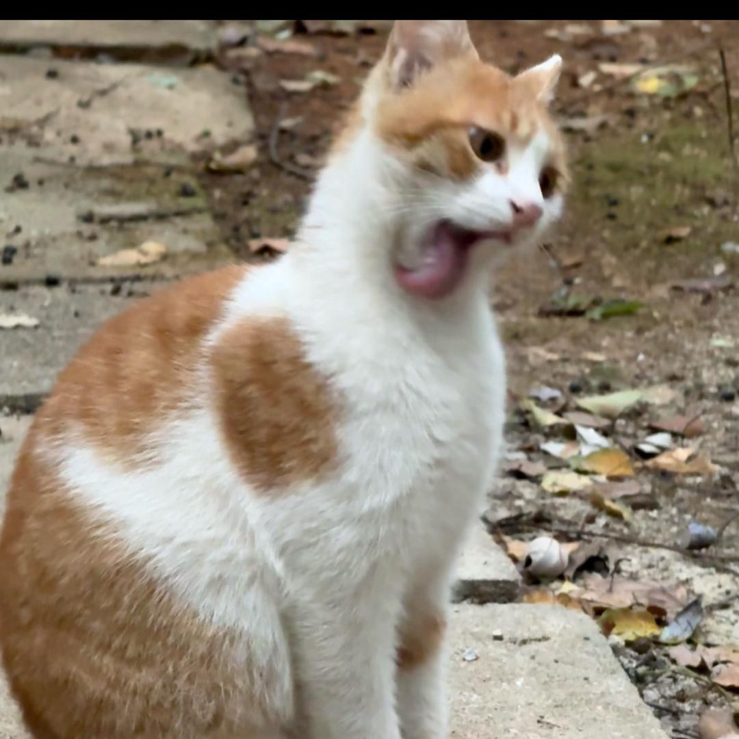 神经猫🐱