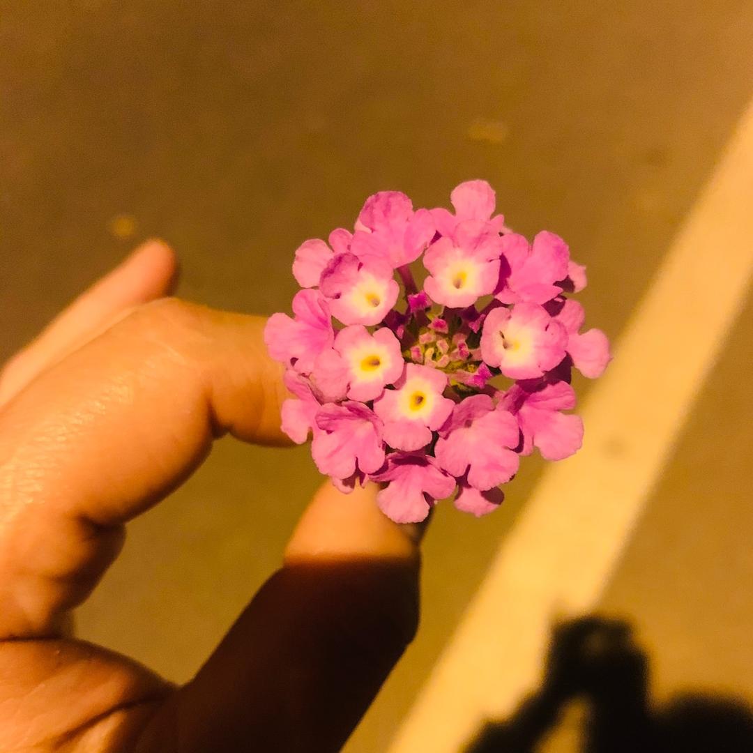 焦焦