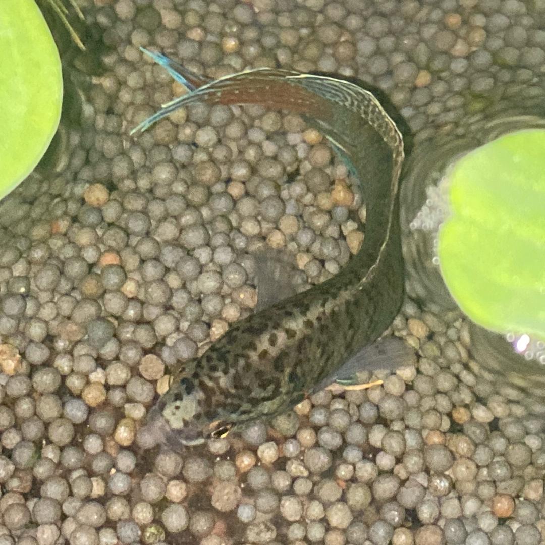 鱼你相遇
