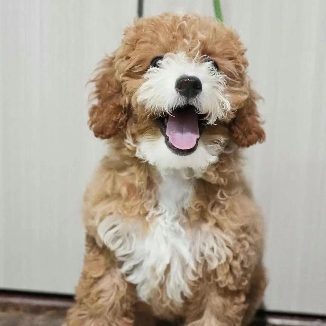 成都美卡俱乐部（西高地 可卡布 长毛腊肠