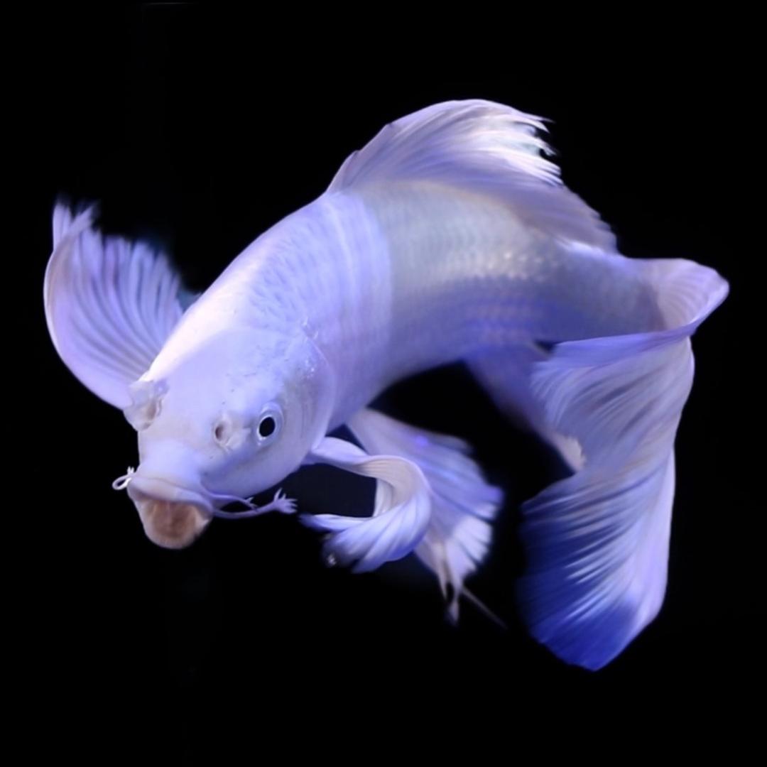 星辰水族