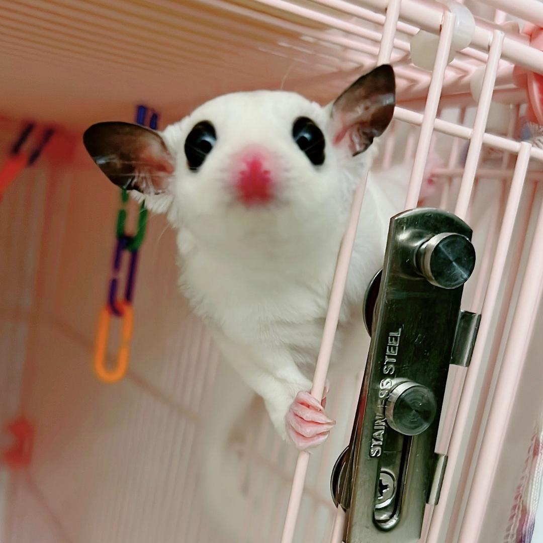 大玉儿