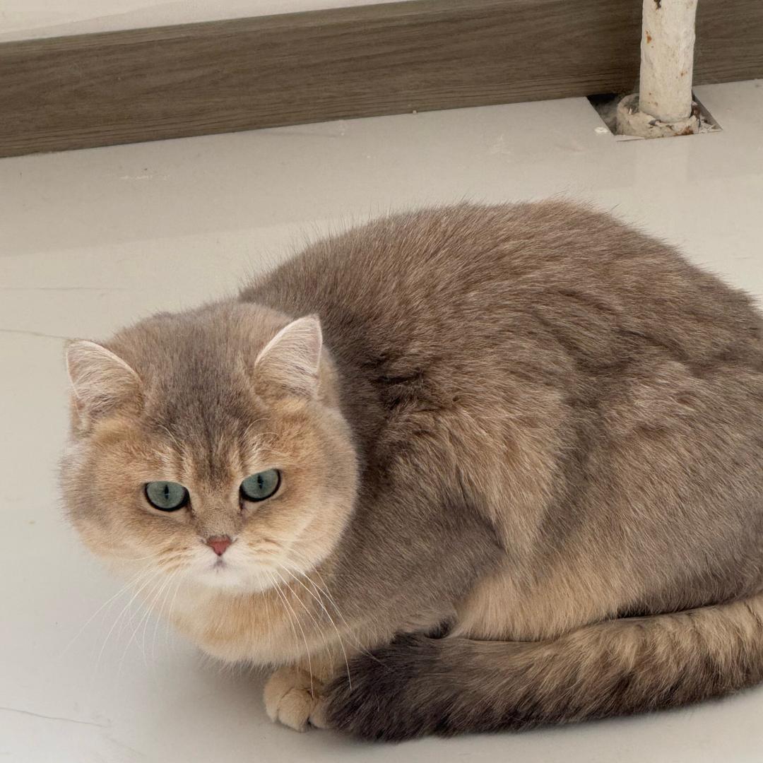 养只小花猫