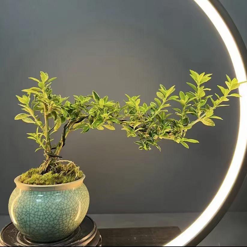 至夏绿植