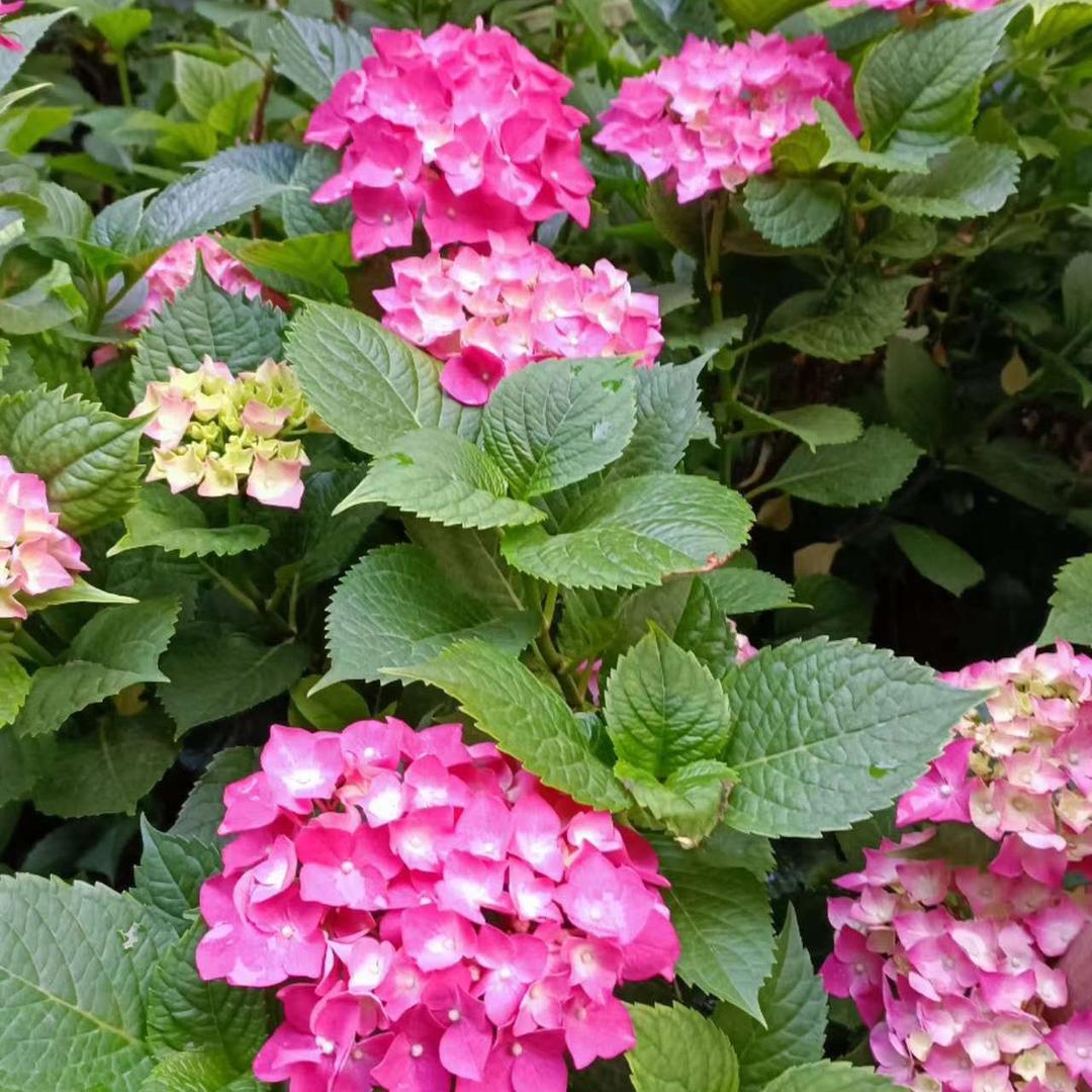 毛毛妈