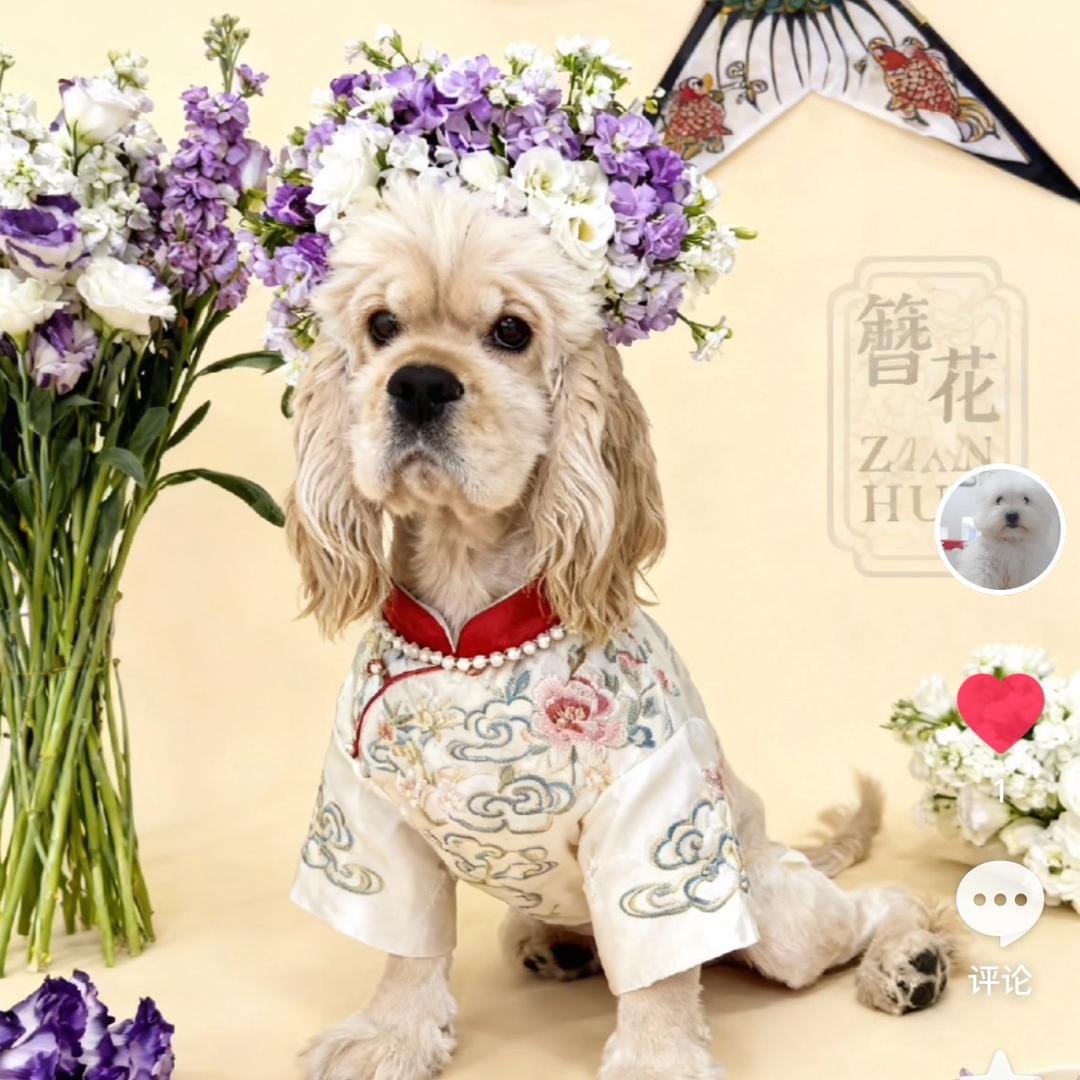 桐桐家的美卡西高地🐶