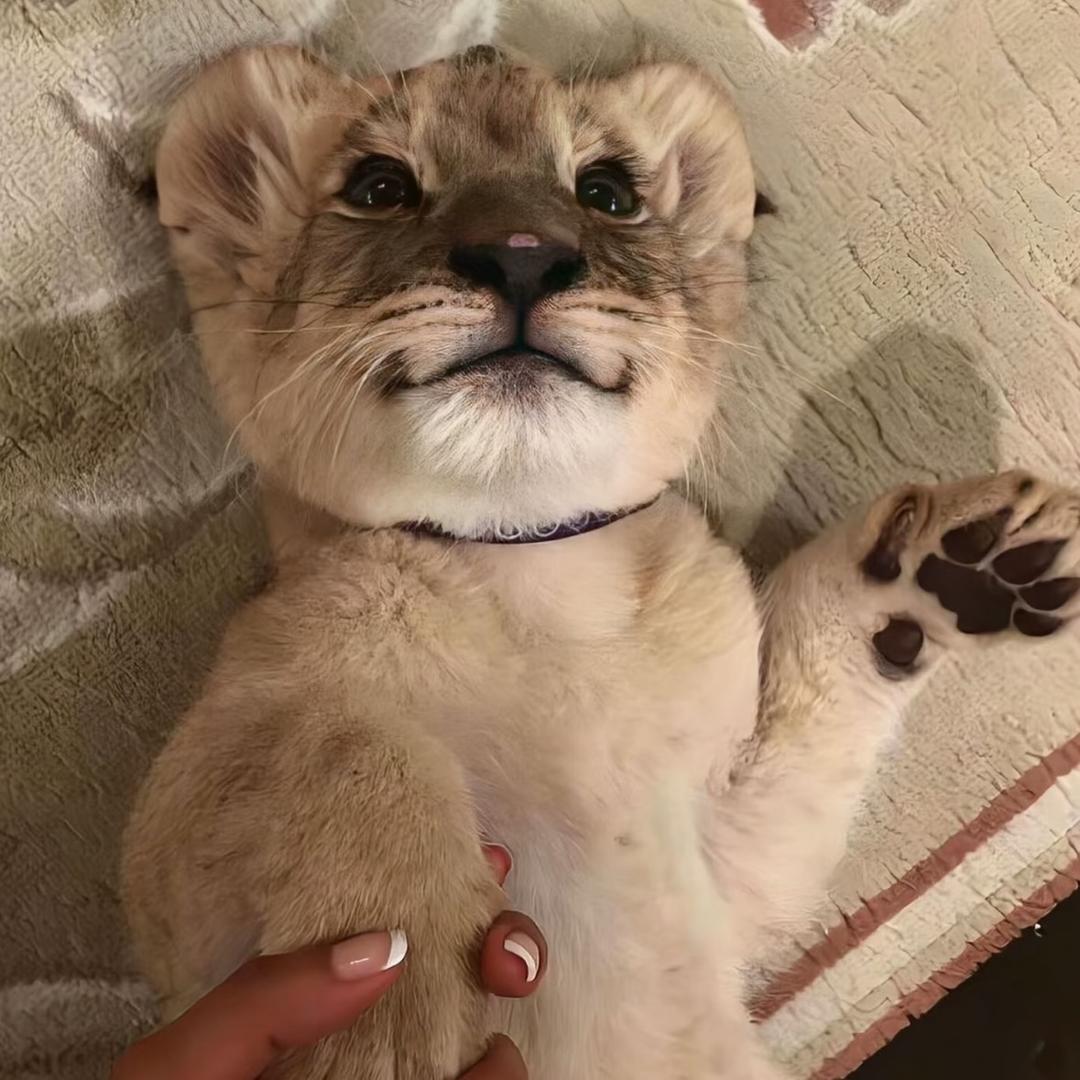 德芙   .