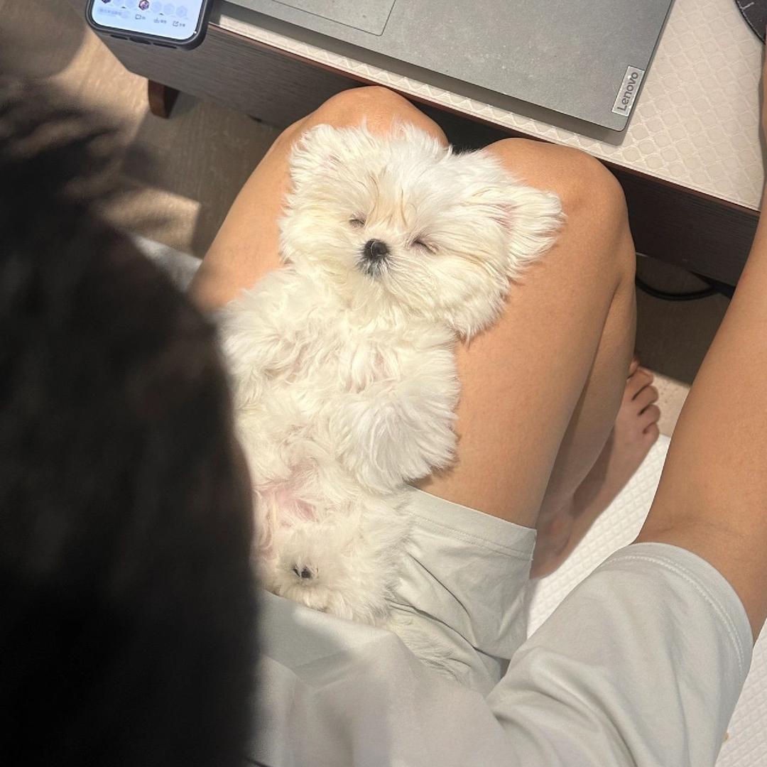 ceo