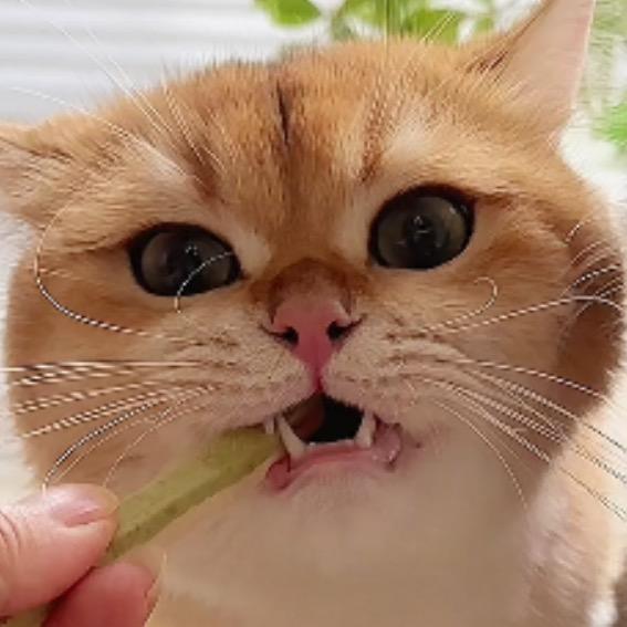 金小咪