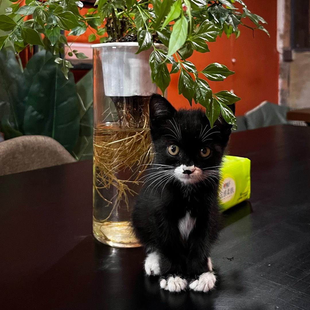 躲喵喵🐱