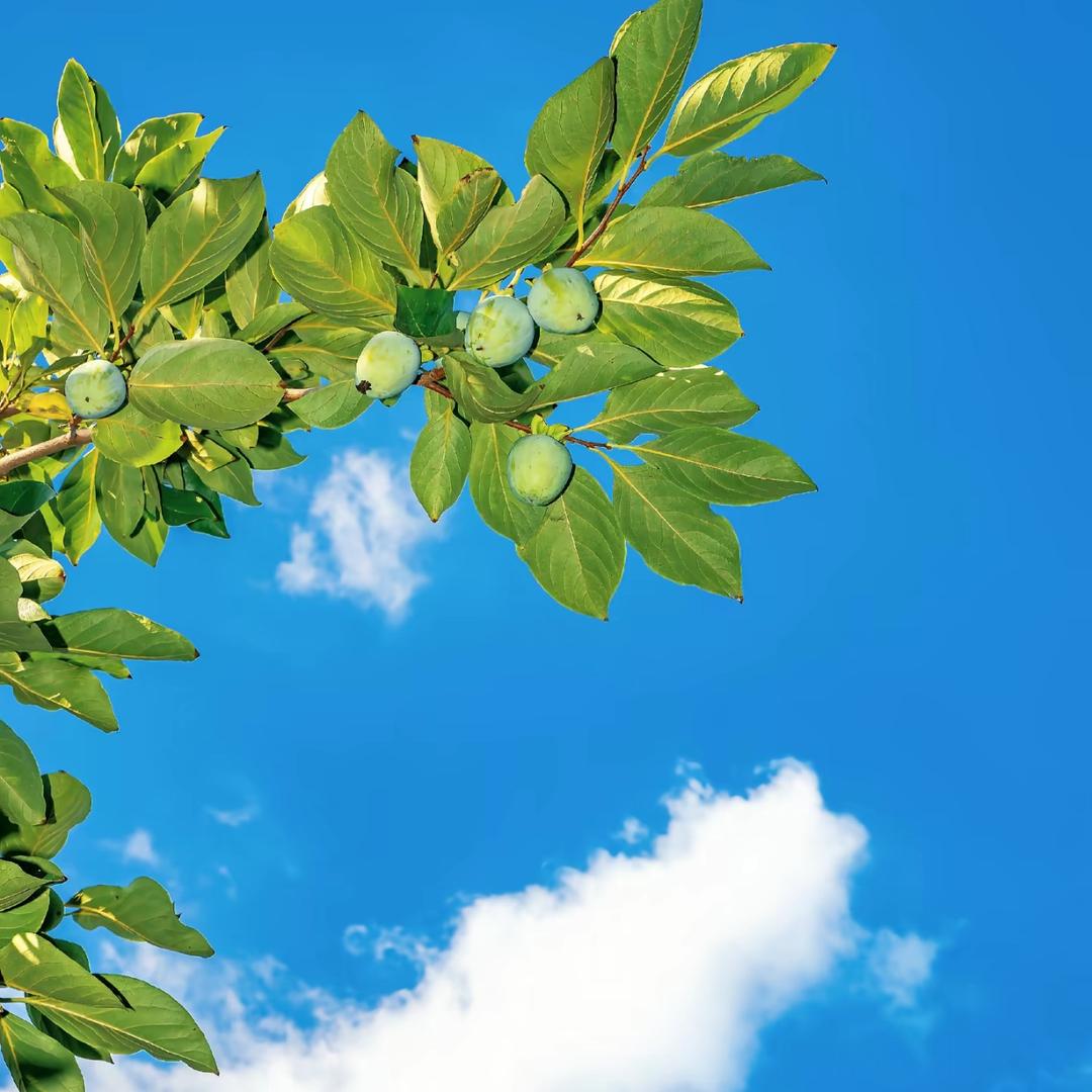 刺猬带你去旅行