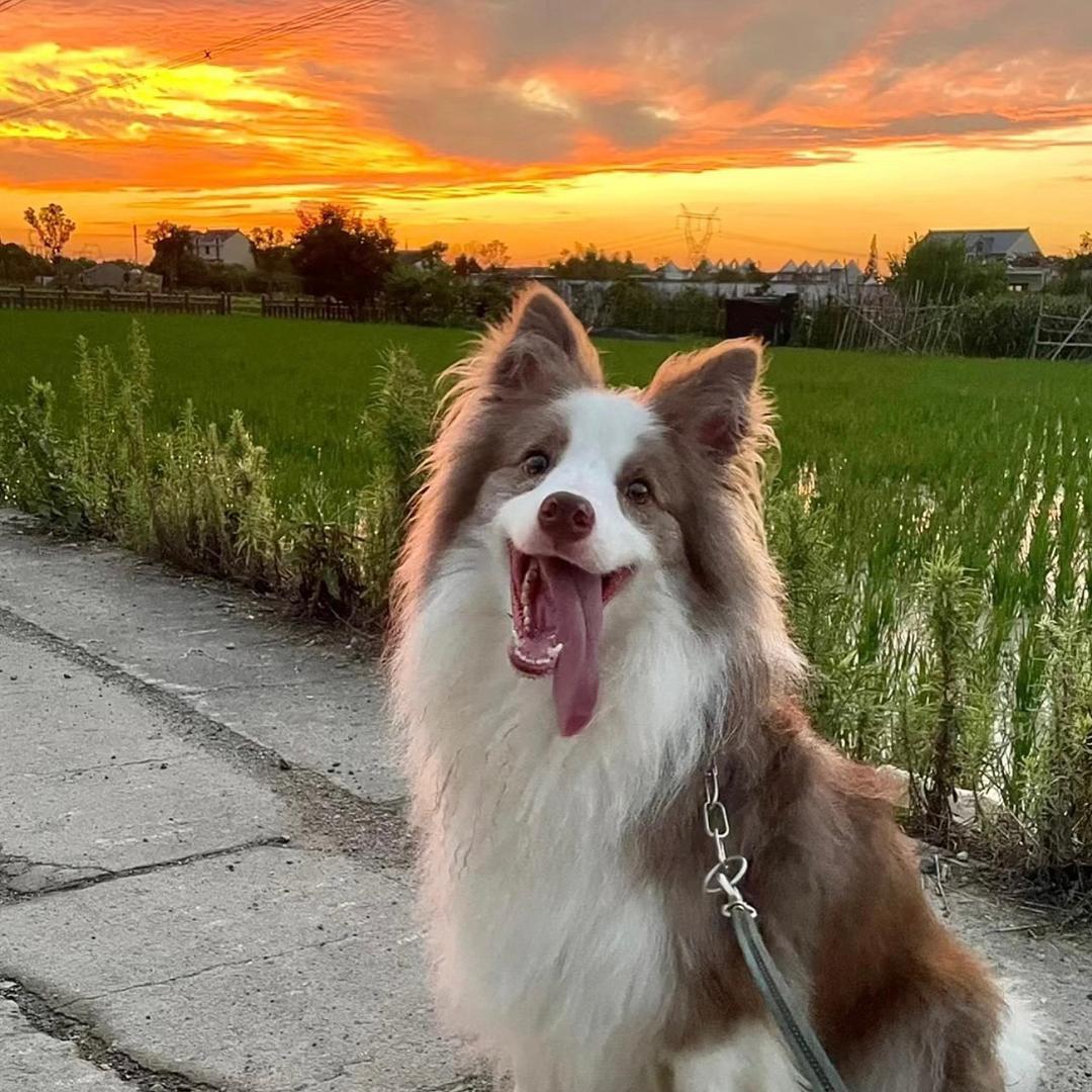 洛阳壹品萌宠繁殖