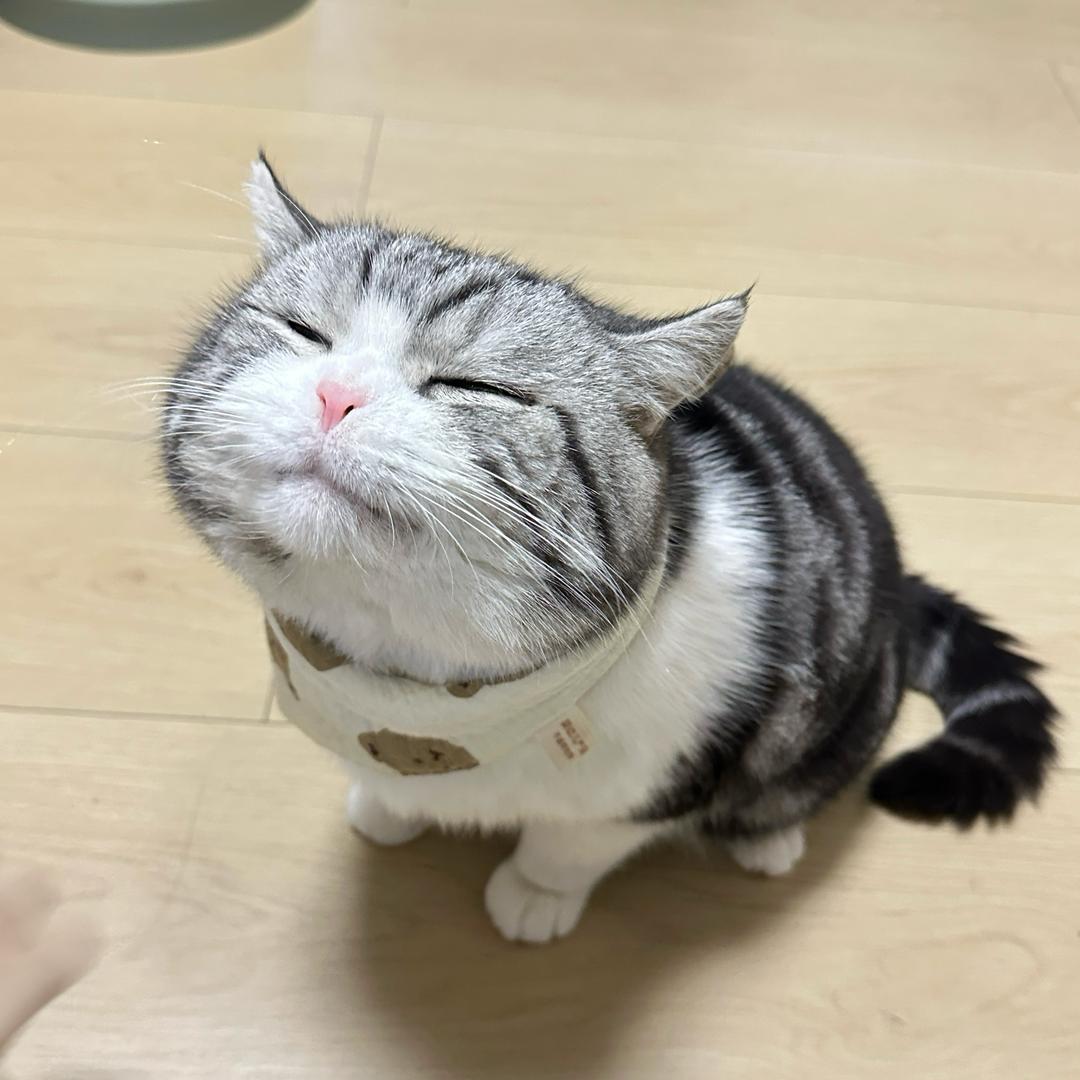 铁铁没吃饱