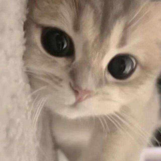 小鱼爱吃猫