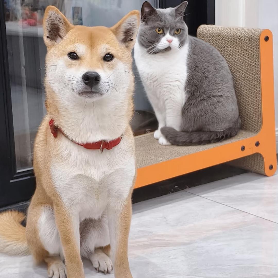 养宠指南—张硕