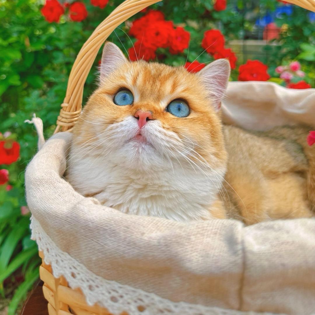 猫不理包子🧸