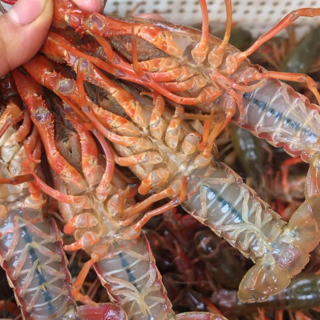 静馨小龙虾🦞垂钓基地