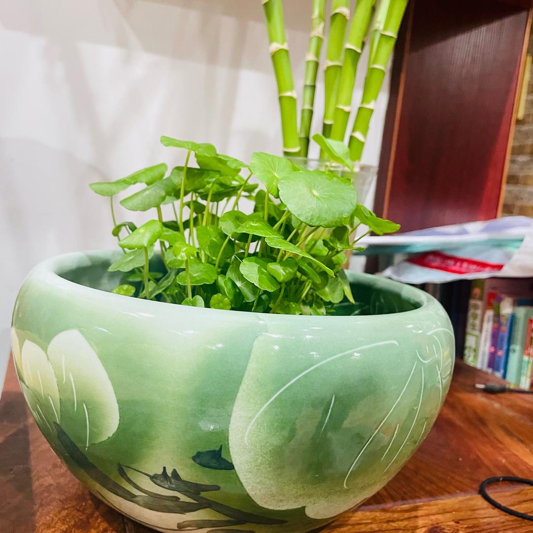 张晶