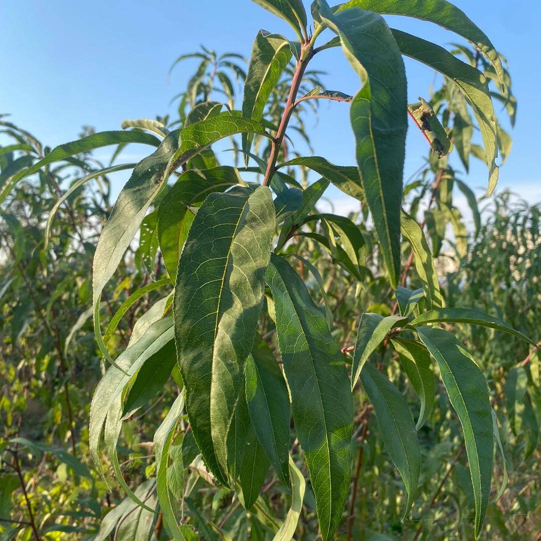 青禾饲料添加剂