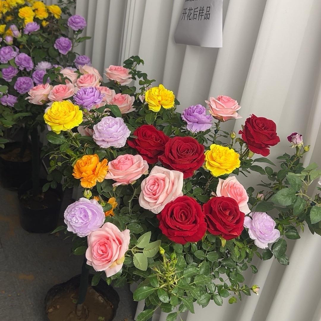 朝露花卉园艺
