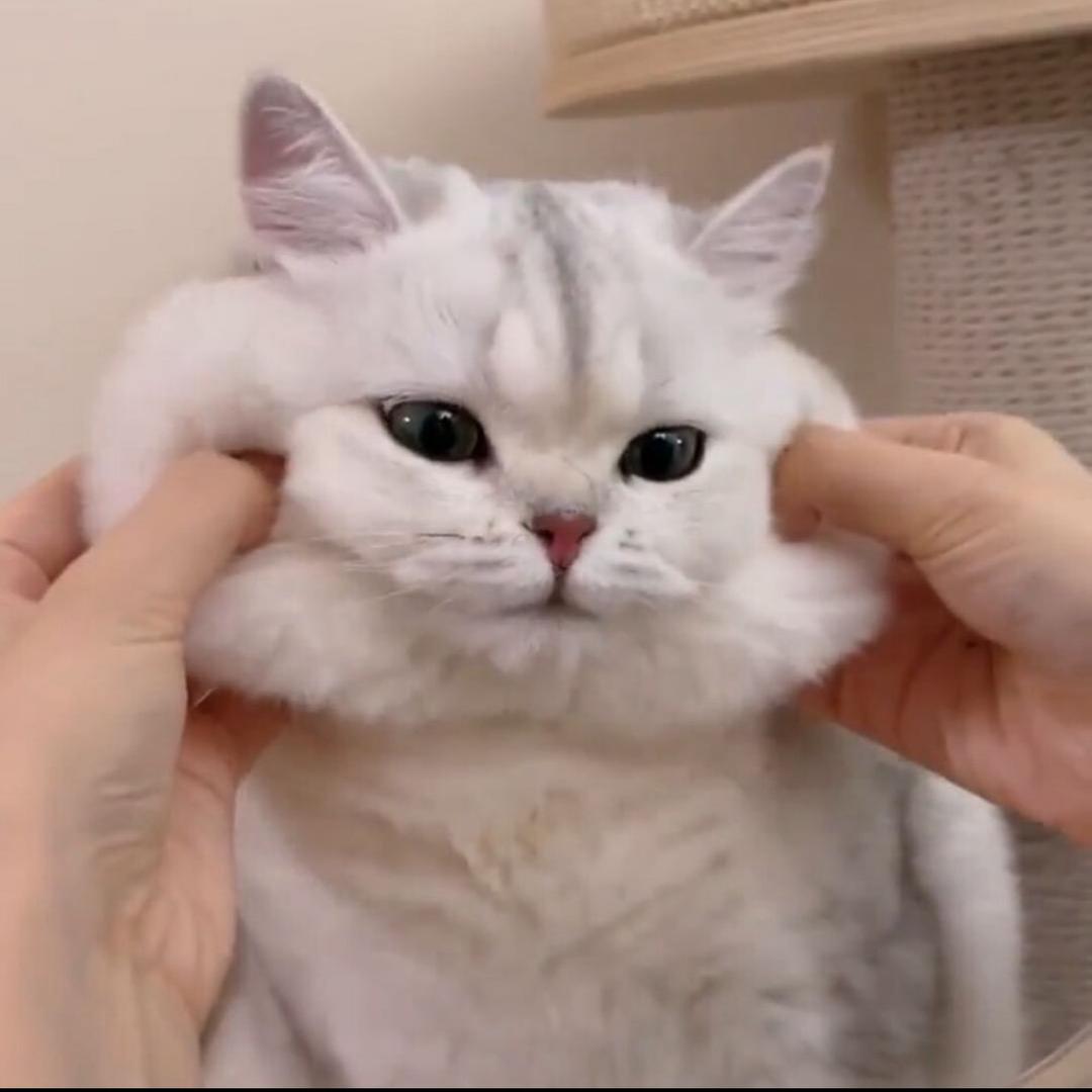 赵老师养宠指南