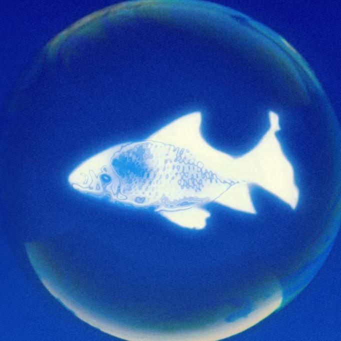 🐟