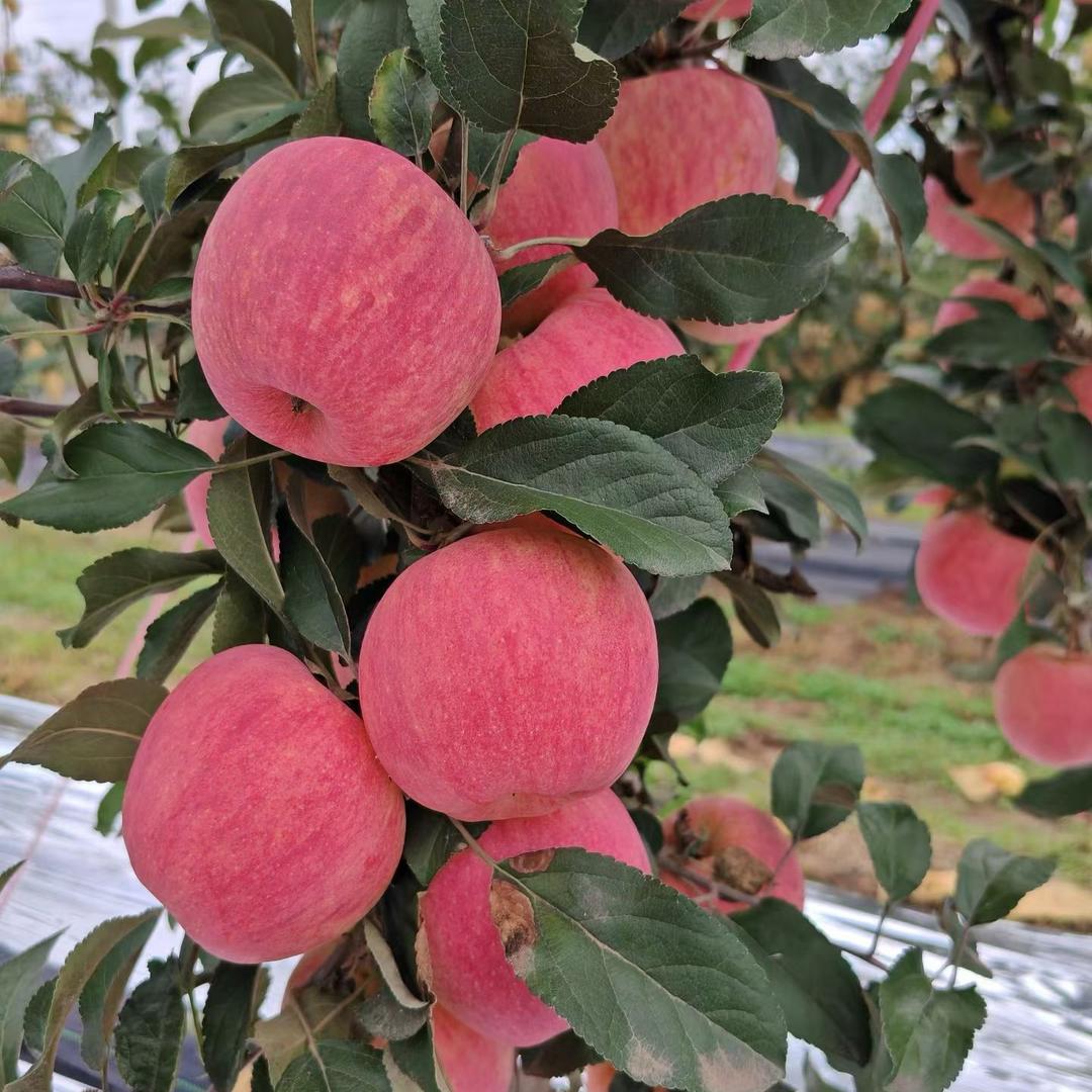 开心，快乐，每一天