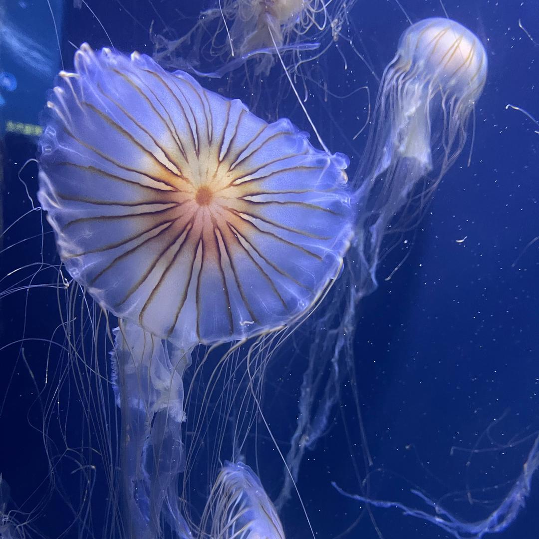 ꧁༺❀ൢ༒浪子🎶🎤