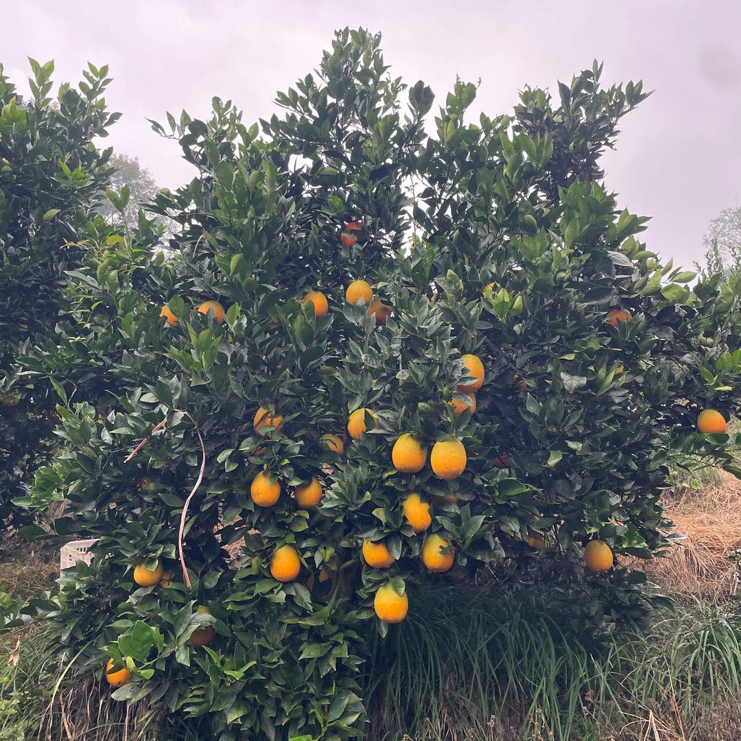 团购达人小能手