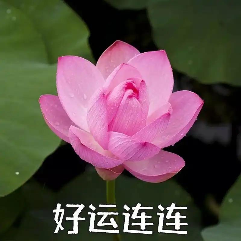 花开富贵-