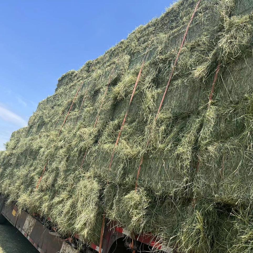 鑫东鹏草业