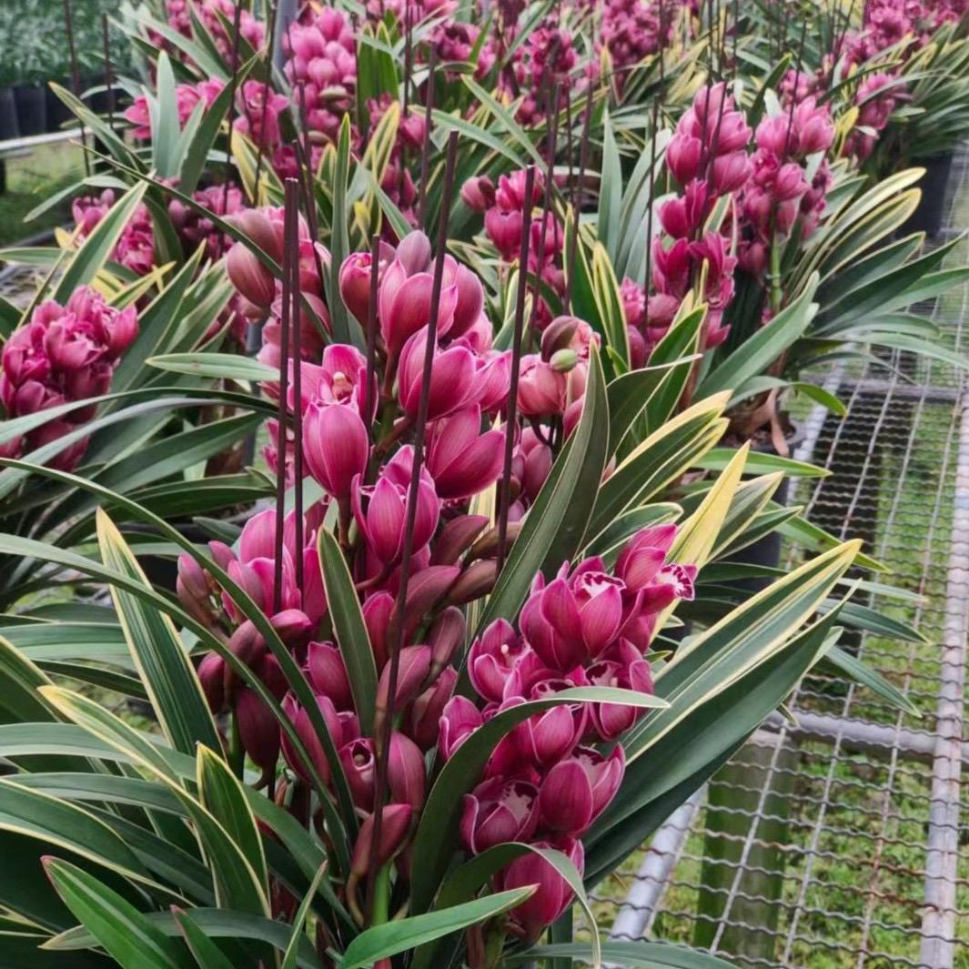 蘭缘花卉