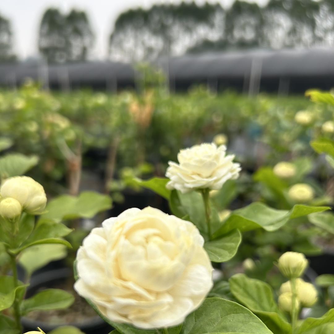 派芬