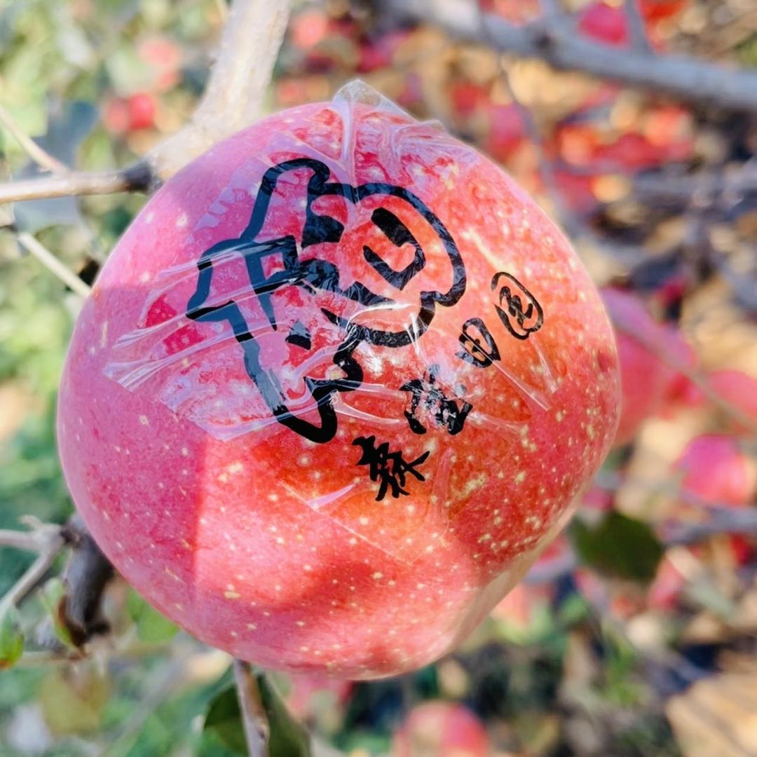 森宝大连三十里堡森宝家庭农场