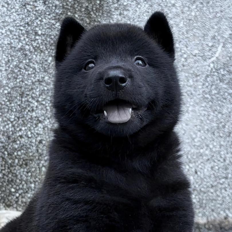 中华田园犬汪汪队