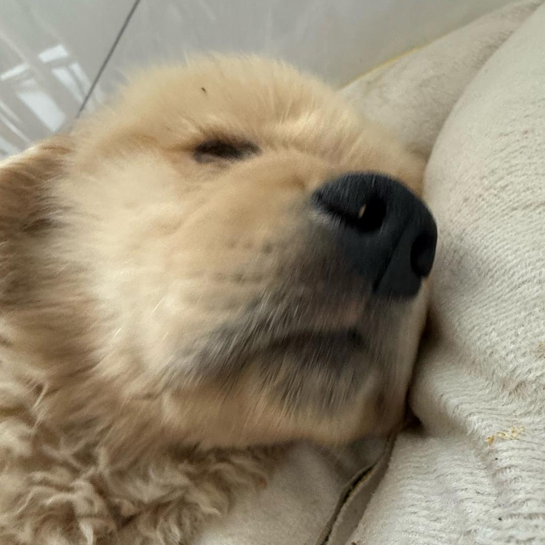 栗十七