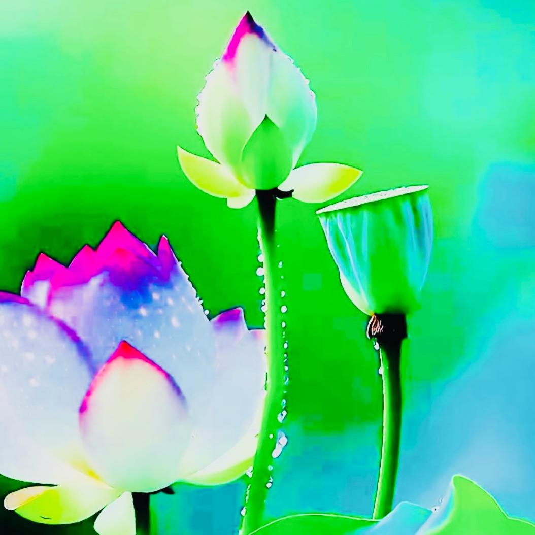 火龙果❤️🌹☘️珍惜拥有☘️🌹❤️