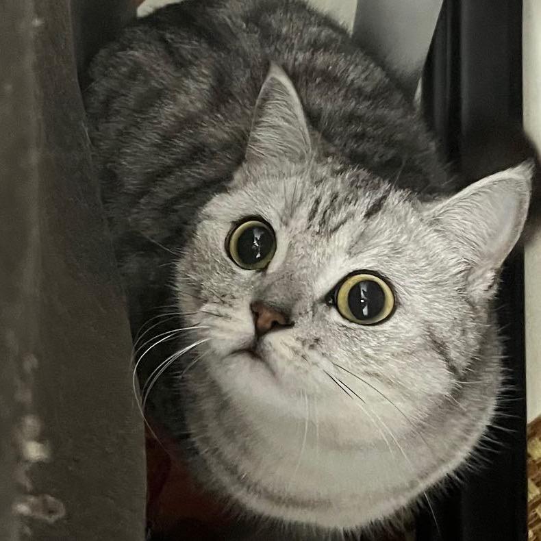 小盖、铁直与淼淼