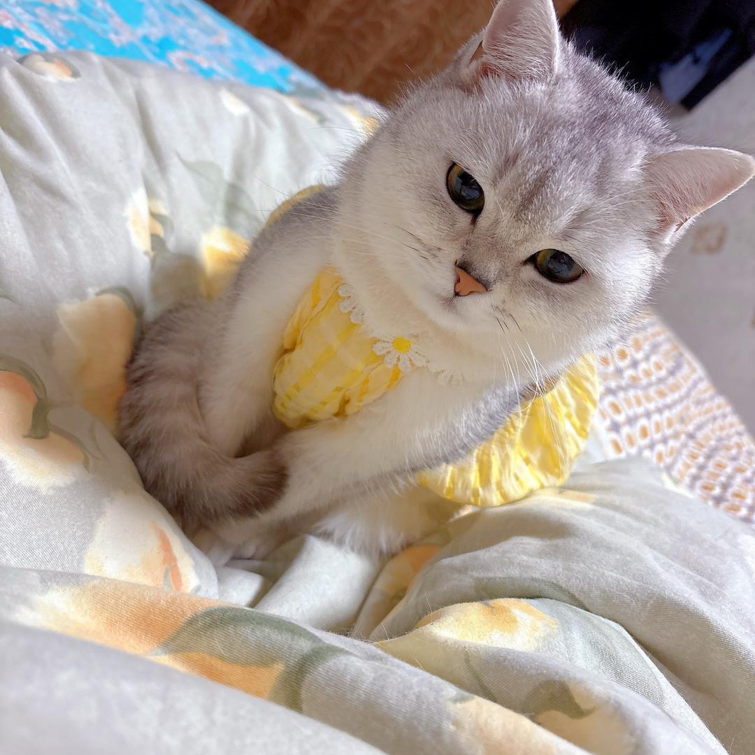 咪咪很治愈🐱