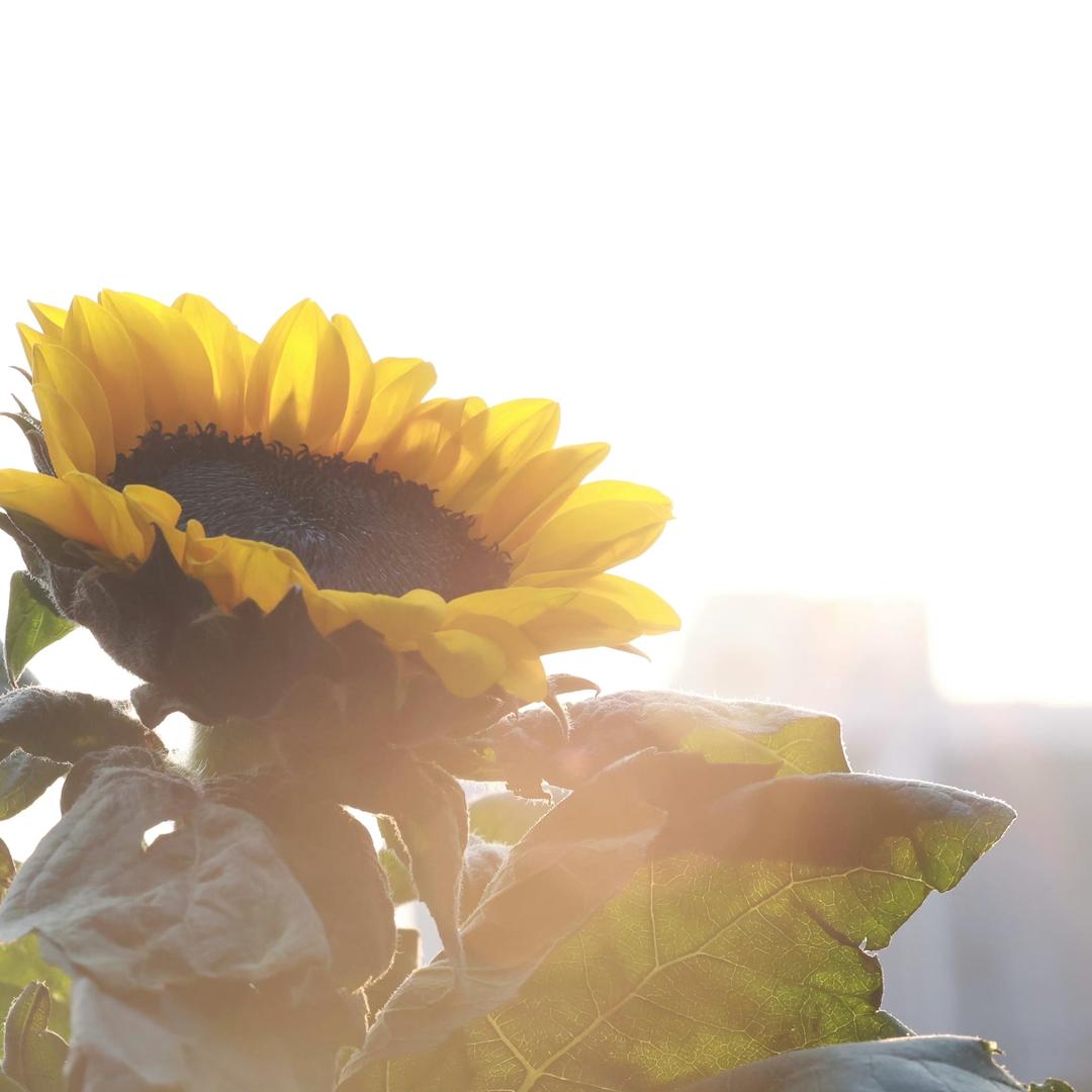 万隆城周大生晓烨