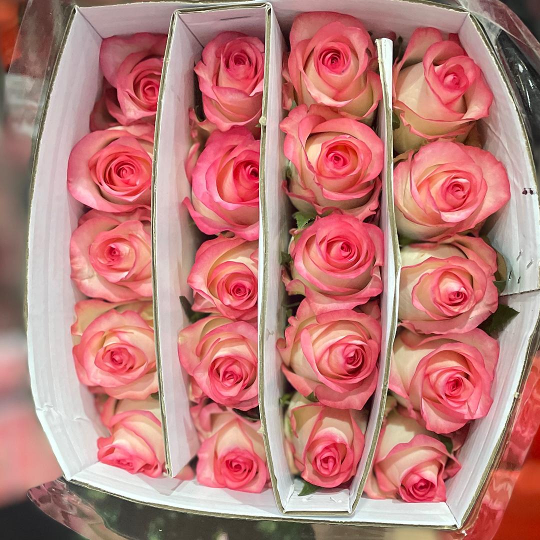 ❤️鲜花搬运工🌹（批发）