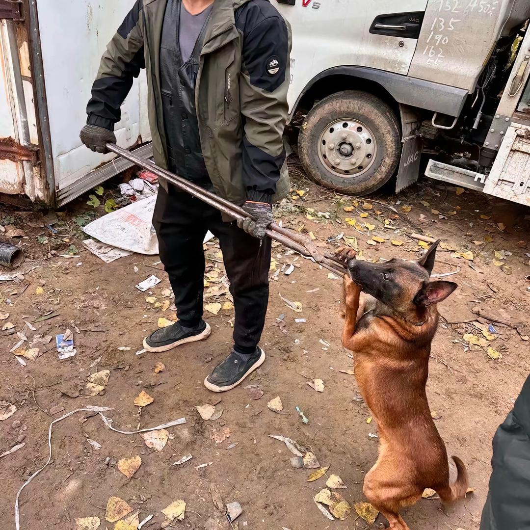 达哥专业套狗（私信➕v）