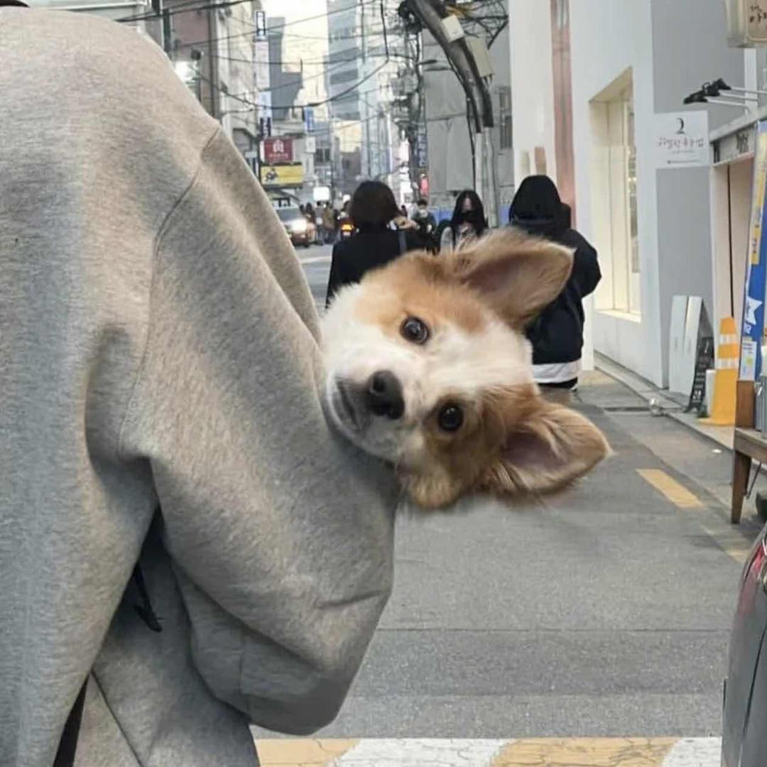 晓付