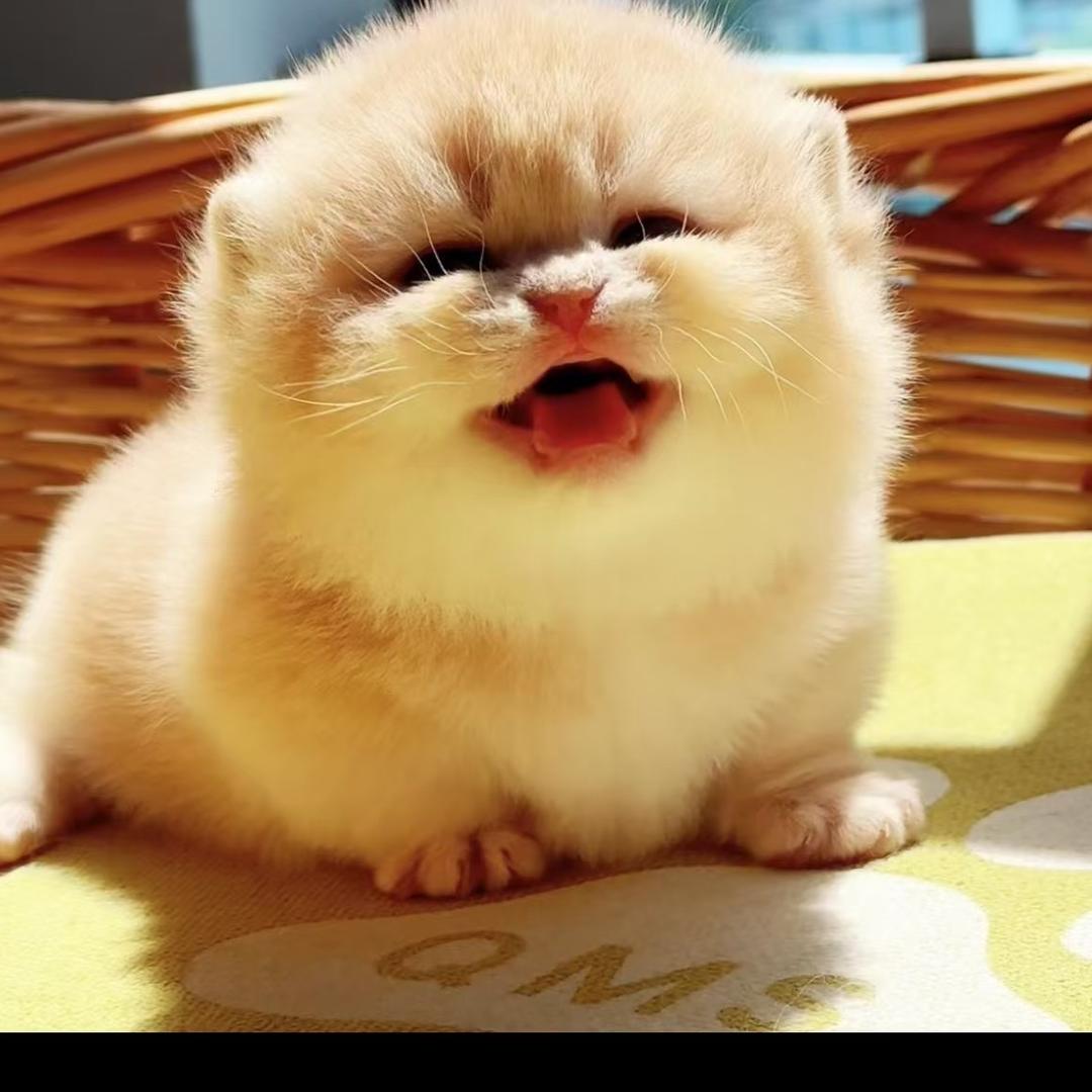 成安山奈猫舍宠物优品店